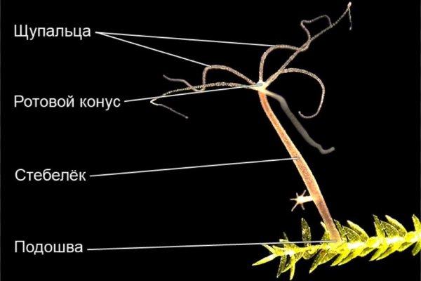 Кракен сайт бошки